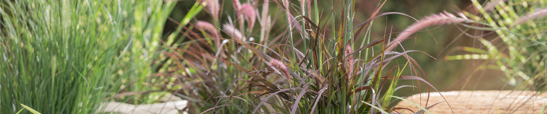 Pennisetum setaceum 'Rubrum'