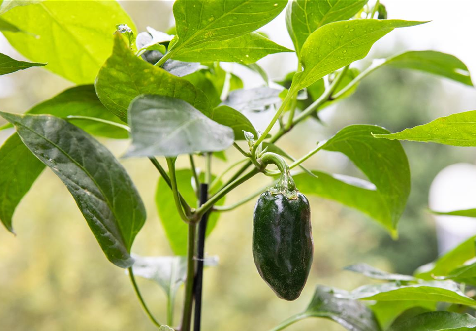 HOCH AUF'S HOCHBEET! HOCH AUF'S HOCHBEET!