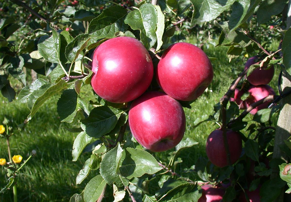 PFLANZEN FüR EIN STARKES IMMUNSYSTEM PFLANZEN FüR EIN STARKES IMMUNSYSTEM