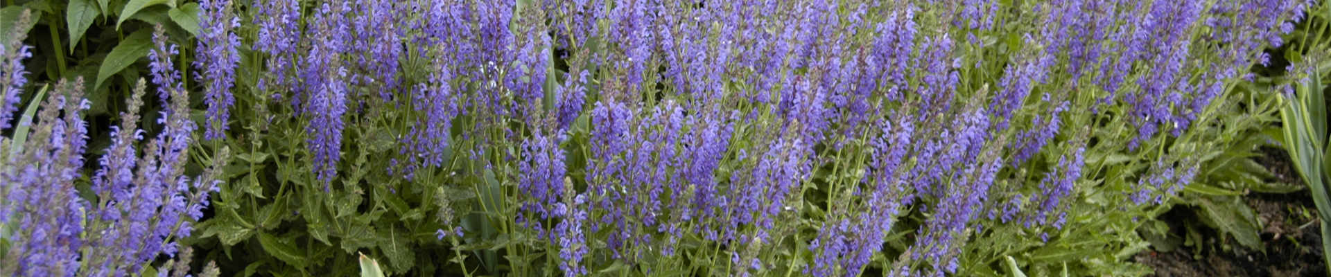 Salvia nemorosa 'Tänzerin'