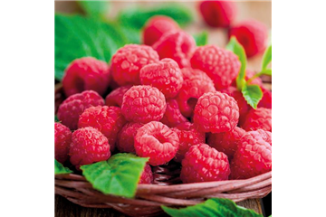 OBSTGARTEN! OBSTGARTEN!