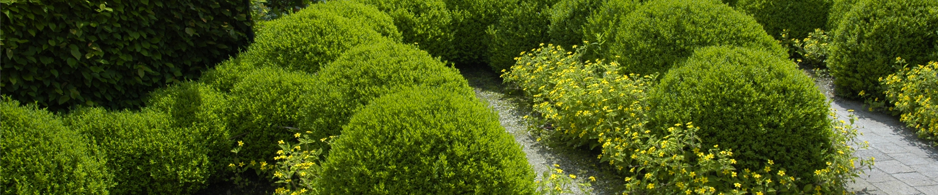 Buchskugel-Garten