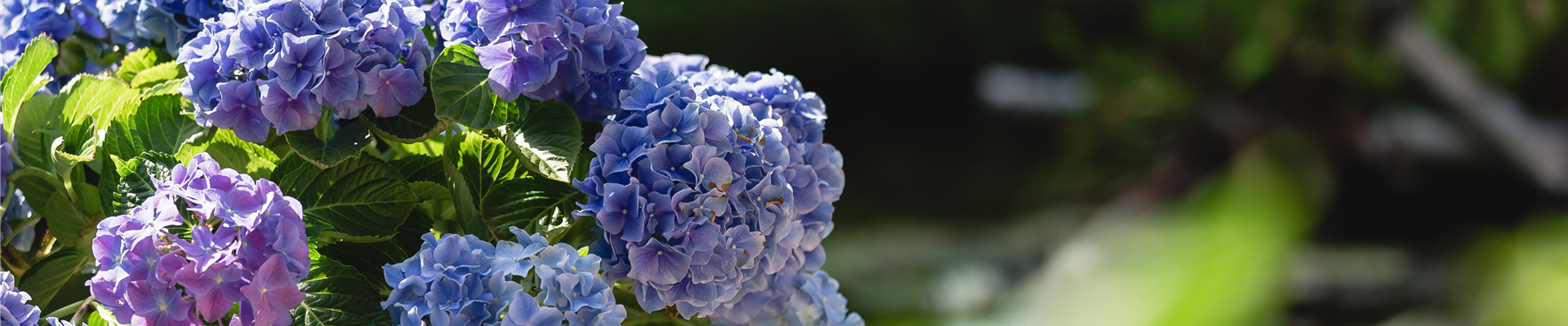 Blaue Hortensie auf Terrasse
