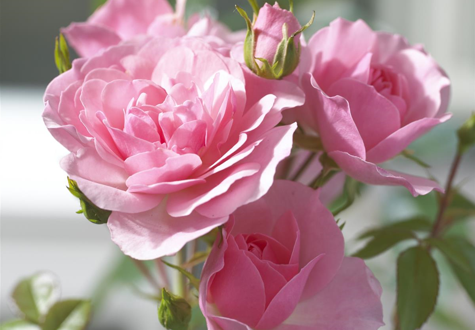 ROMANTIK PUR! ROMANTIK PUR!