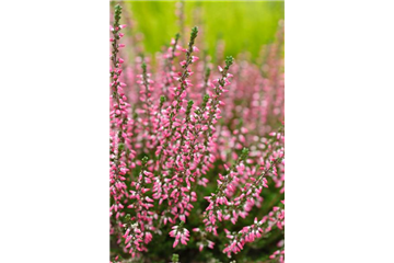 HEIDENSPASS! HEIDENSPASS!