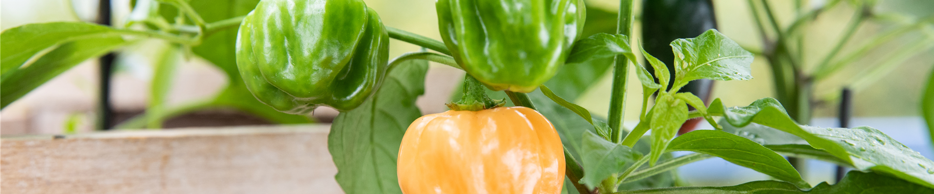 Upcycling - Gemüsebeet