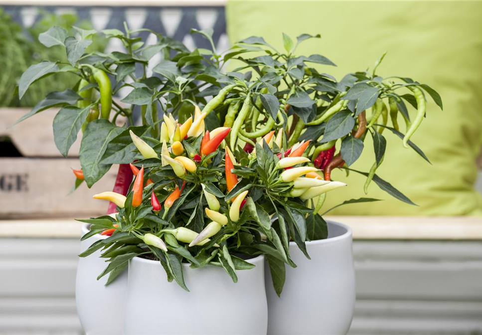 VEREDELTES GEMüSE VEREDELTES GEMüSE