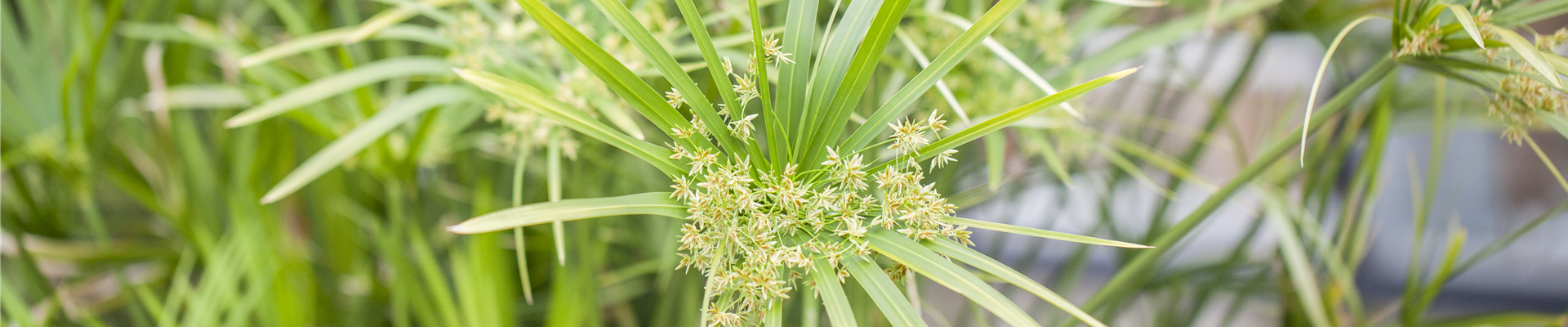 Cyperus alternifolius