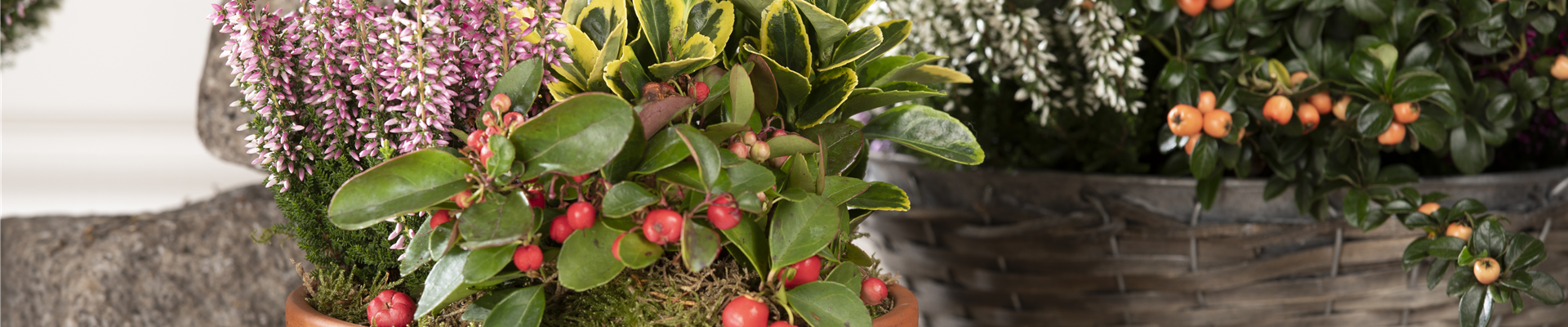 Tonschale mit 3 Herbstpflanzen