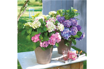 BLüHENDE HORTENSIEN! BLüHENDE HORTENSIEN!