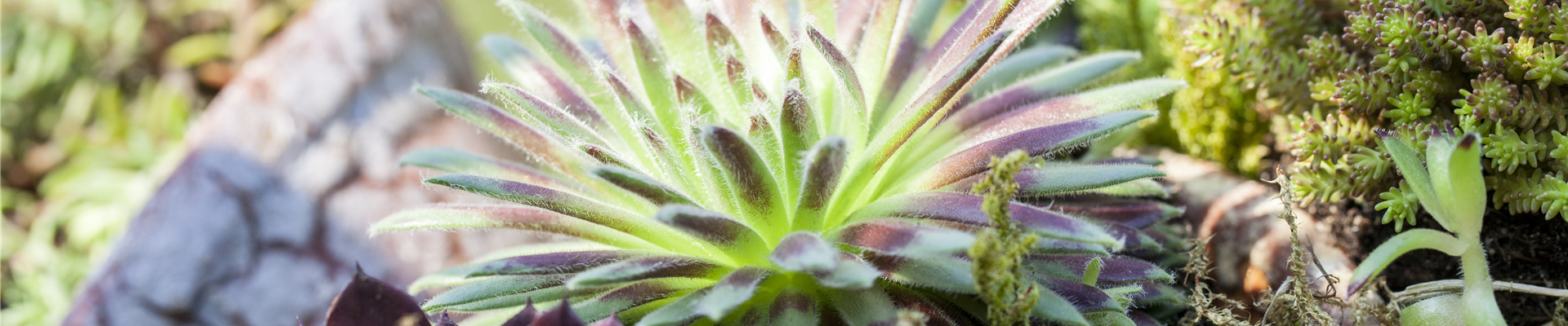 Sempervivum