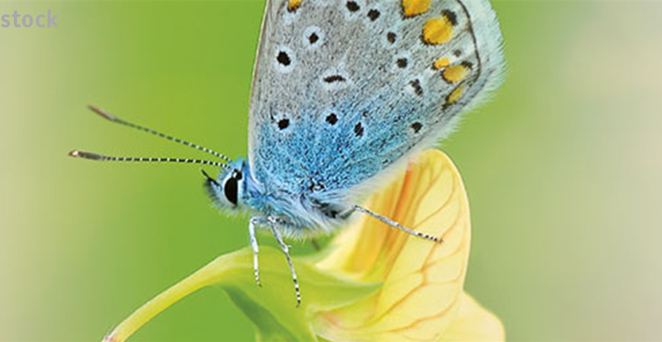 ALLES BIO, ODER WAS? 