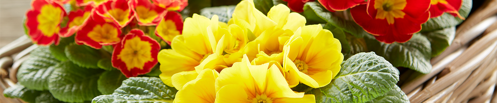 JECKE PFLANZEN UND DEKO