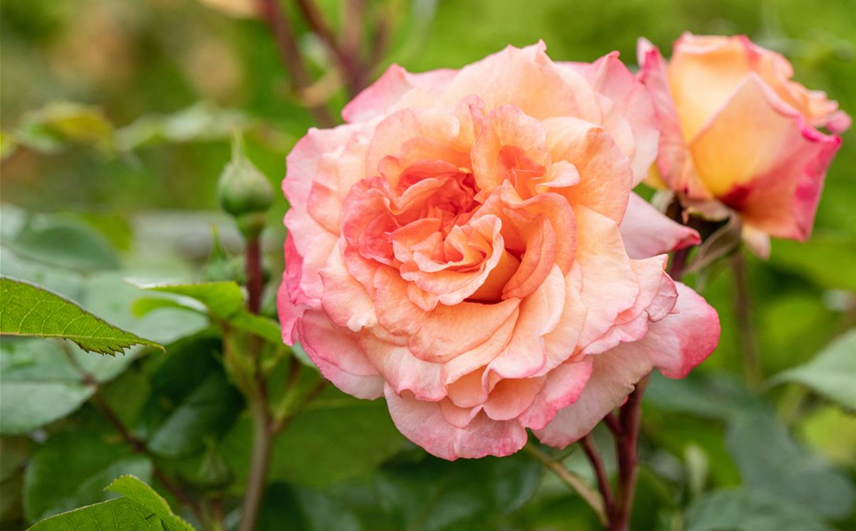 Alle Informationen - INFO-BROSCHÜRE: