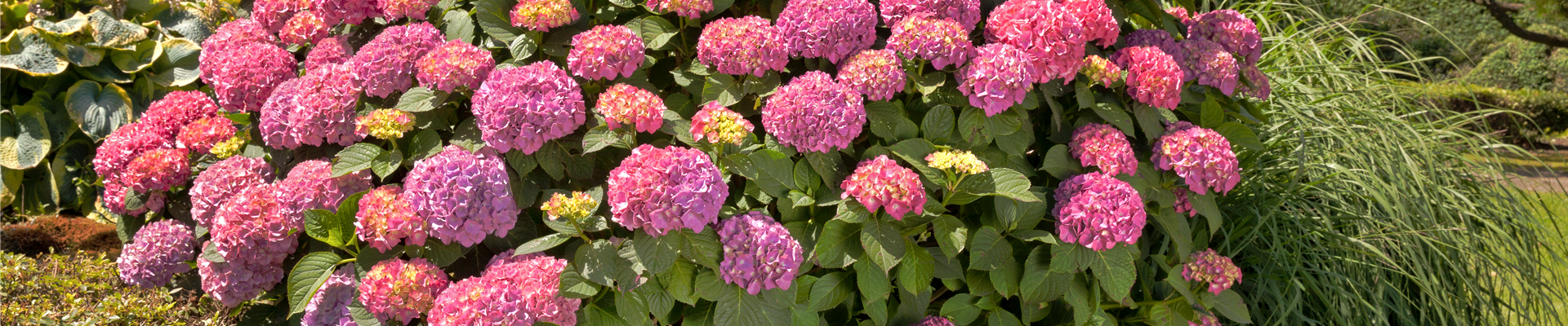 Hydrangea macrophylla