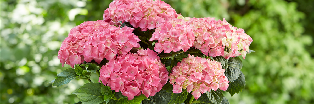 Hortensie