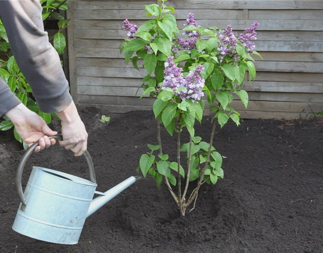 Flieder - Einpflanzen im Garten