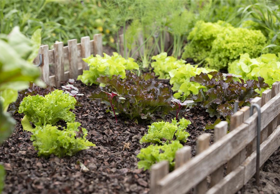 EIGENER GEMüSEANBAU IM TREND EIGENER GEMüSEANBAU IM TREND