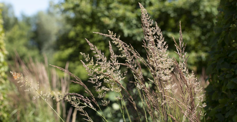 WIE GRäSER DEN GARTEN AUFWERTEN!