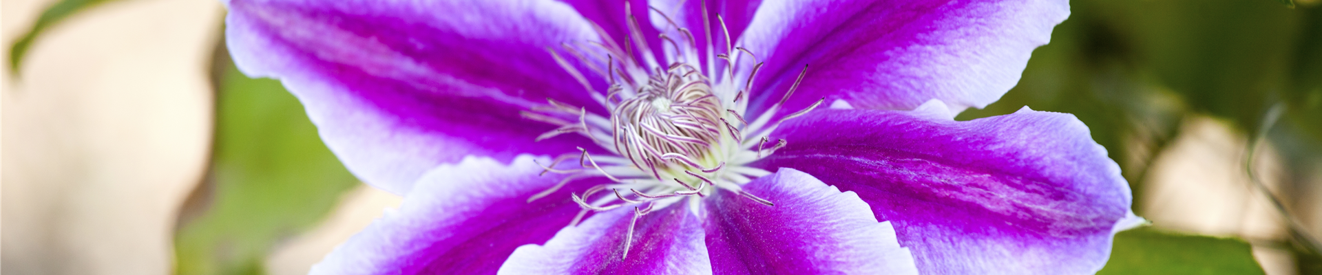 Clematis