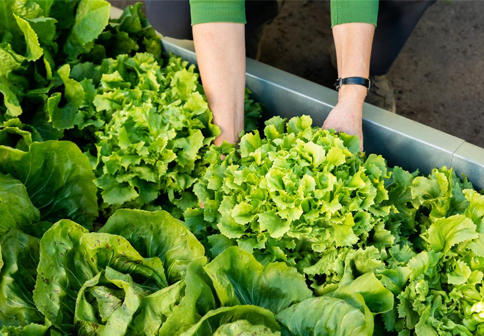 GUTE NACHBARSCHAFT IM NUTZGARTEN! GUTE NACHBARSCHAFT IM NUTZGARTEN!