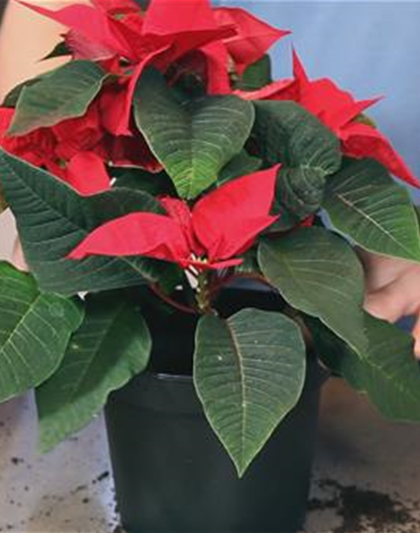 Weihnachtsstern - Einpflanzen in ein Gefäß