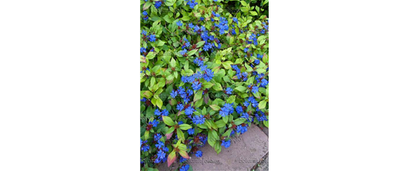 EIN KUNTERBUNTER HERBST!