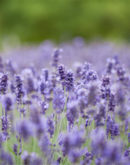 PFLANZE DES MONATS JUNI: LAVENDEL