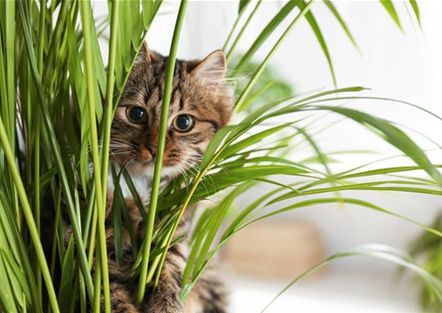 TIERFREUNDLICHE PFLANZEN FüR ALLE FELLNASEN!