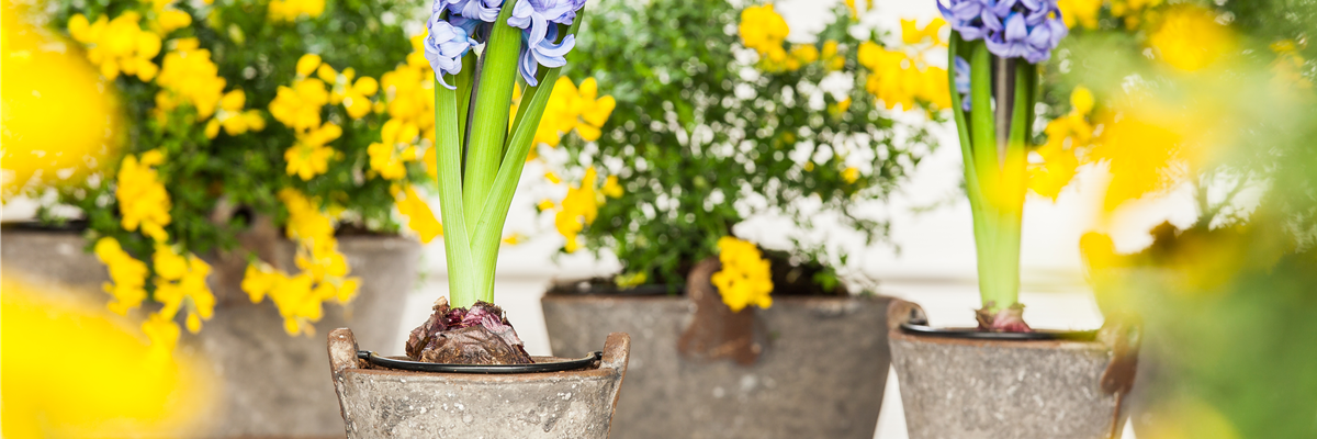 Hyacinthus orientalis