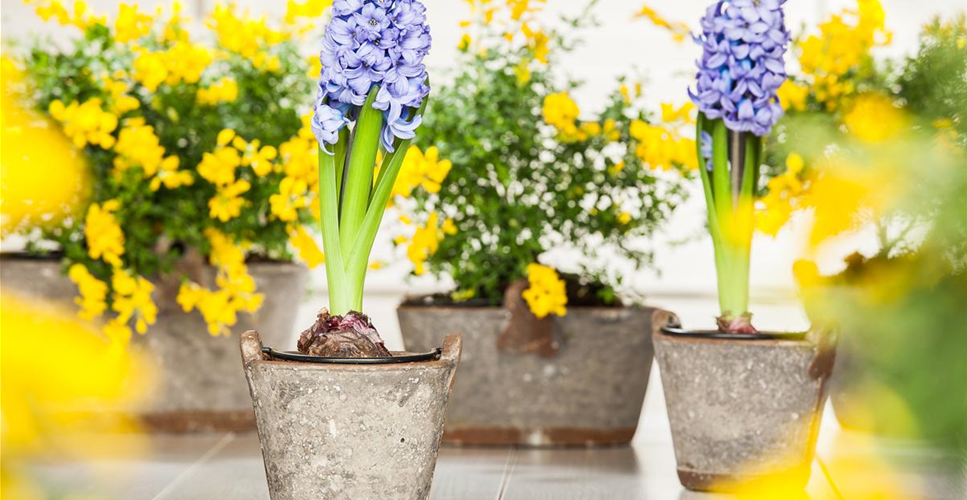 DER FRüHLING WIRD BUNT