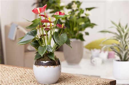 ZIMMERPFLANZENPFLEGE IM URLAUB?