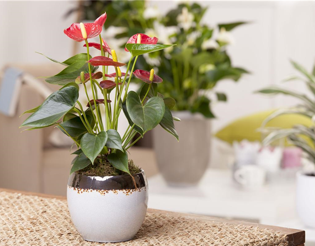 ZIMMERPFLANZENPFLEGE IM URLAUB?