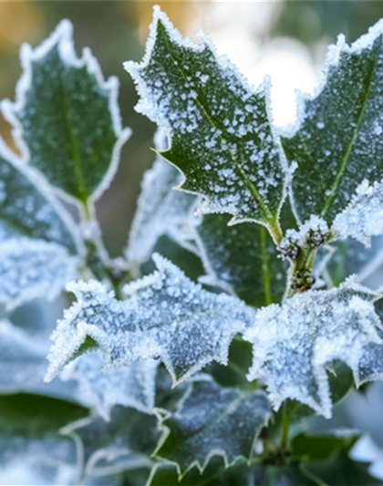 Pflanze des Monats Dezember: Stechpalme Pflanze des Monats Dezember: Stechpalme