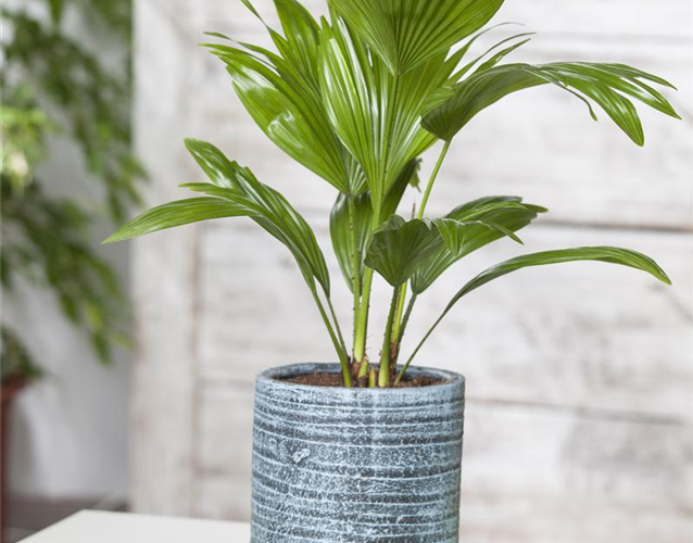 PALMEN FüR DIE WOHNUNG