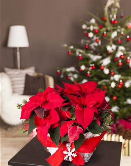 DER WEIHNACHTSSTERN DER WEIHNACHTSSTERN