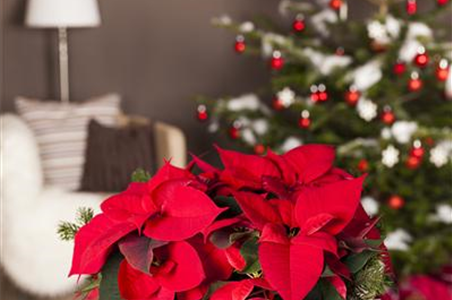 DER WEIHNACHTSSTERN DER WEIHNACHTSSTERN