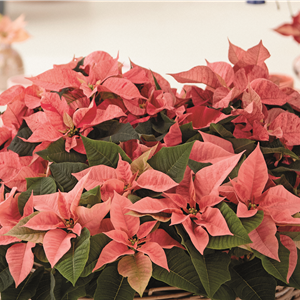 KLASSISCHE WEIHNACHTEN!