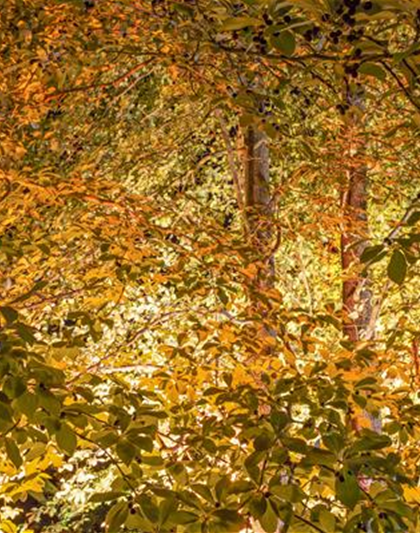 LICHTQUELLEN MACHEN DEN GARTEN SCHöNER!