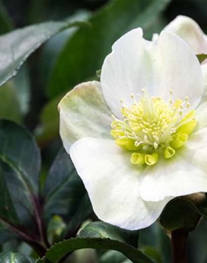 BLüHENDE PFLANZEN im Winter BLüHENDE PFLANZEN im Winter