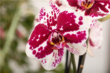 DAS GROSSE ORCHIDEEN EINMALEINS!