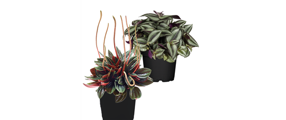 IM GLANZ DER ELEGANZ!