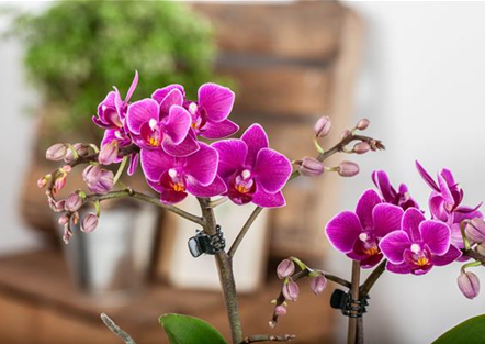 Pflanze des Monats Januar: Orchidee
