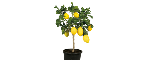 MEDITERRANER FLAIR! 