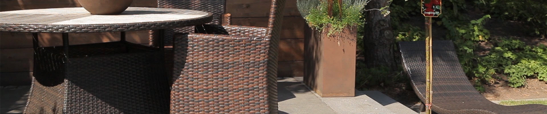 Hochstammrose - Einpflanzen in ein Gefäß (thumbnail)