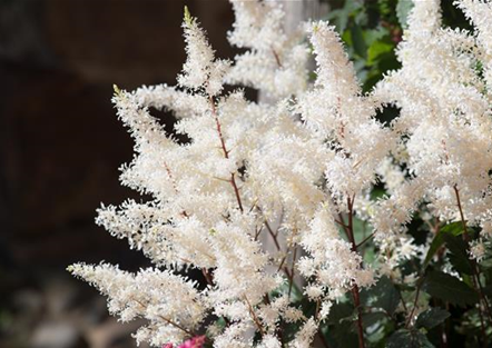 PFLANZE DER WOCHE: ASTILBE