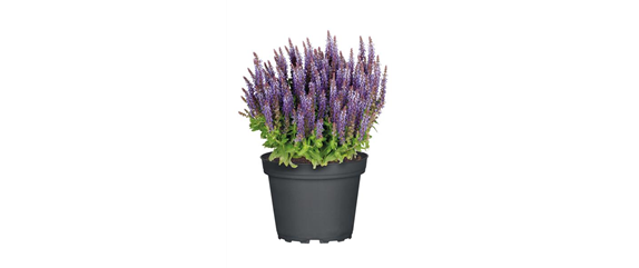 ELEGANTER ROSENGARTEN! 