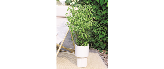 NATÜRLICH SCHÖN! GRÄSER FÜR EIN STILVOLLES GARTENAMBIENTE. 