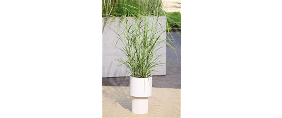 NATÜRLICH SCHÖN! GRÄSER FÜR EIN STILVOLLES GARTENAMBIENTE. 