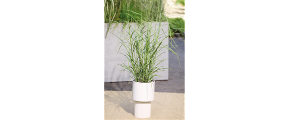NATÜRLICH SCHÖN! GRÄSER FÜR EIN STILVOLLES GARTENAMBIENTE. 
